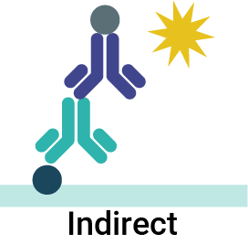 Indirect ELISA with primary and enzyme-conjugated secondary antibodies